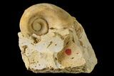 Ordovician Gastropod (Salpingostoma) Fossil - Wisconsin #162966-1